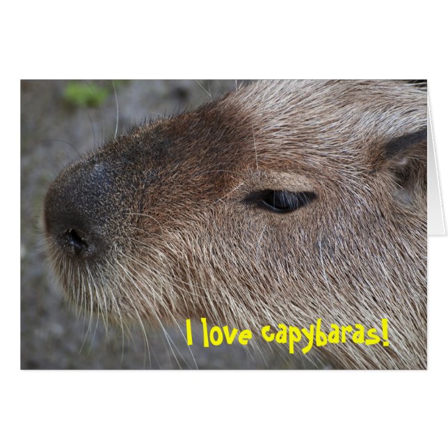 Me encantan los capibaras (Anverso (Horizontal))