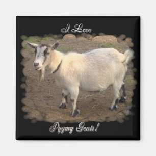 Me encantan los imanes de las cabras pigmeas