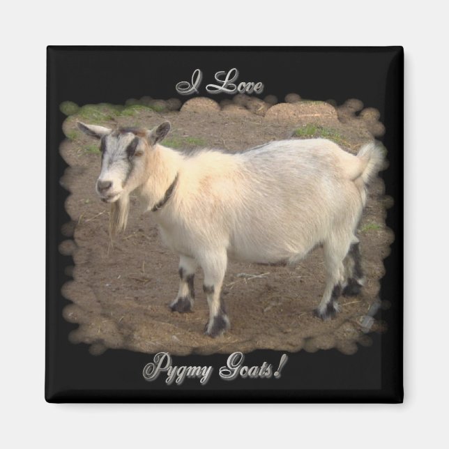 Me encantan los imanes de las cabras pigmeas (Frente)
