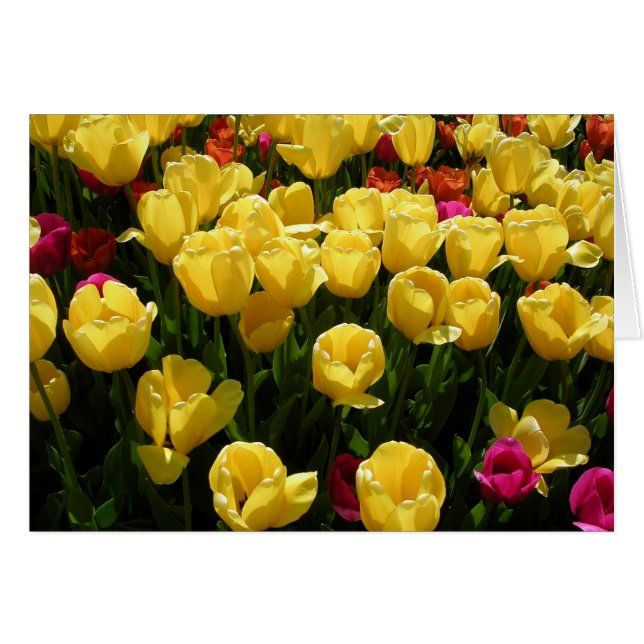 ¡Me Encantan Los Tulipanes! (Anverso (Horizontal))