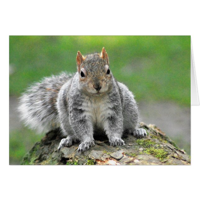 Me estás diciendo que soy un perro en el cuerpo de (Anverso (Horizontal))