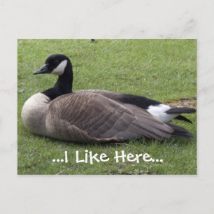 Me gusta aquí, postal de pato salvaje