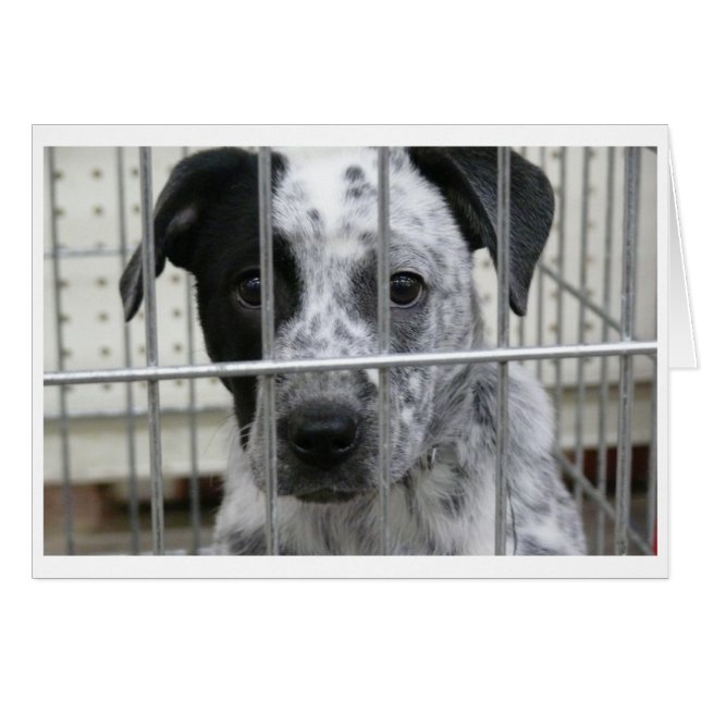 ¡ME HICIERON FRAMAR! (Anverso (Horizontal))