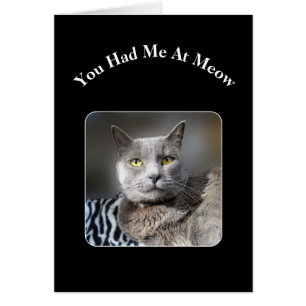 Me Tenías En El Gato Azul Ruso De Meow