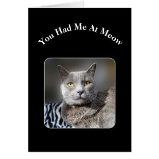 Me Tenías En El Gato Azul Ruso De Meow