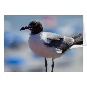 Me Una Tarjeta De Saludo De Gaviota