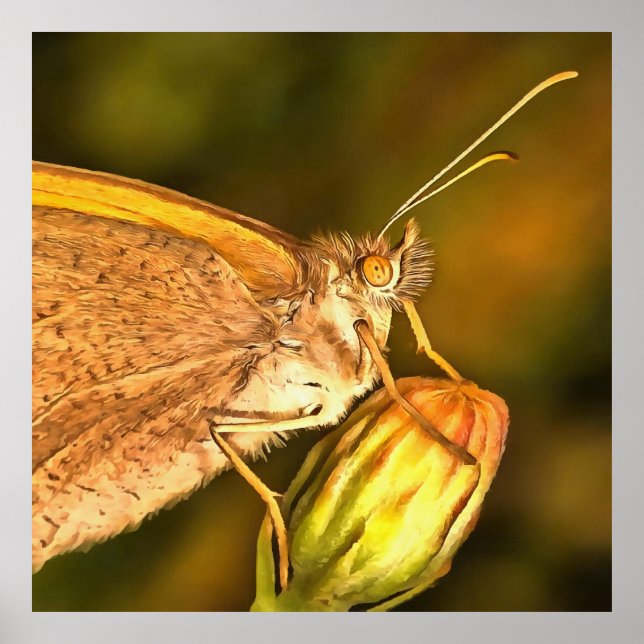 Meadow Brown Hermoso Arte de Mariposa (Frente)