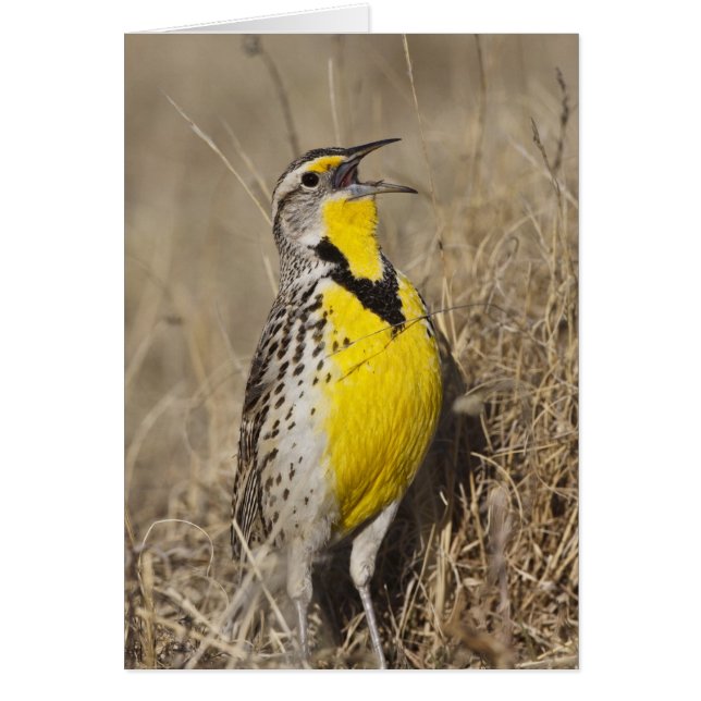 Meadowlark occidental (Strunella neglecta) (Frente)