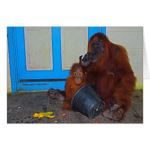 Mealtime con el orangután de la mamá