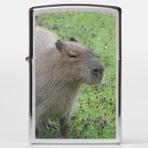 Capibara adorable