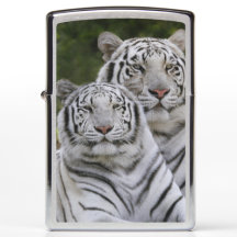 Fase blanca, Tigre de Bengala, Tigris