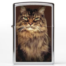 Feliz gato Brown Tabby Cat Funny