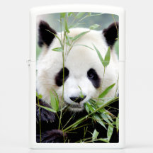 Zippo Lighter Photo gigante panda , animales 0399.