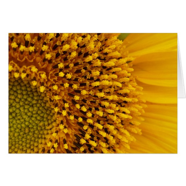 medio círculo (Anverso (Horizontal))