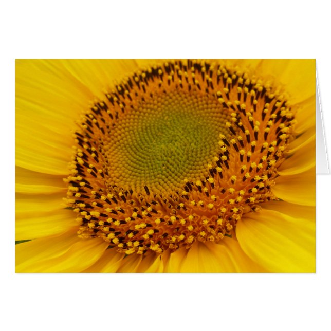 medio del girasol (Anverso (Horizontal))