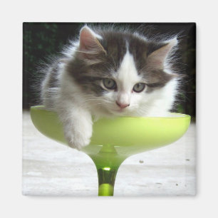 Medio imán lleno (gatito)