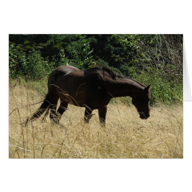 Meditación de Darma (Anverso (Horizontal))