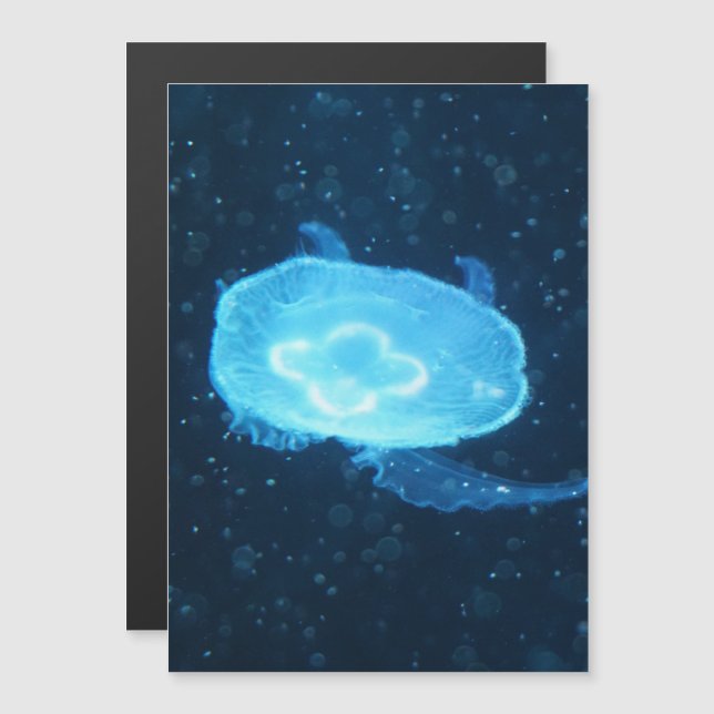 Medusa nadadora azul (Anverso/Reverso)
