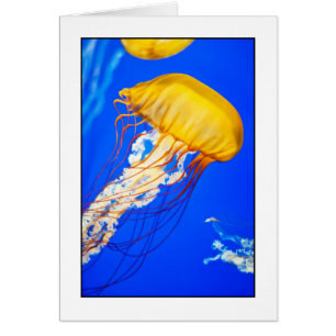 Medusas