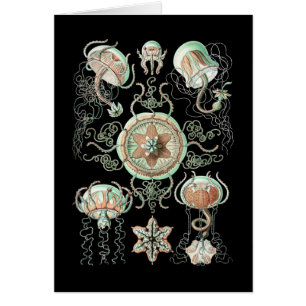 Medusas