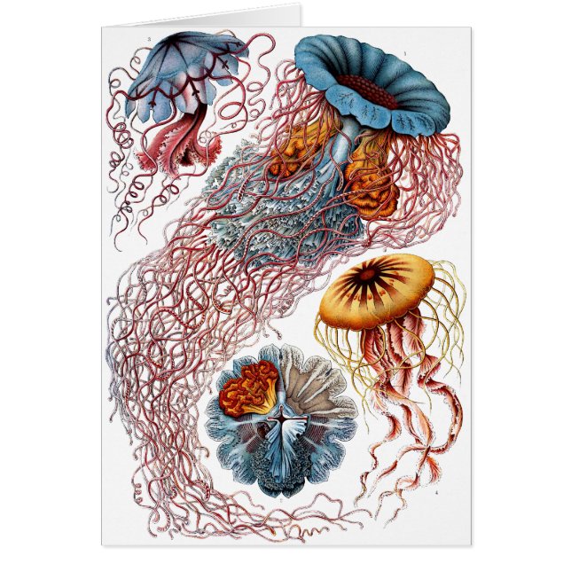 Medusas de Haeckel (Frente)
