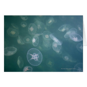 Medusas de la luna
