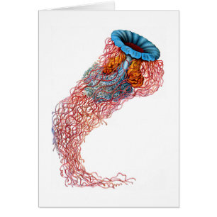 Medusas de la melena del león