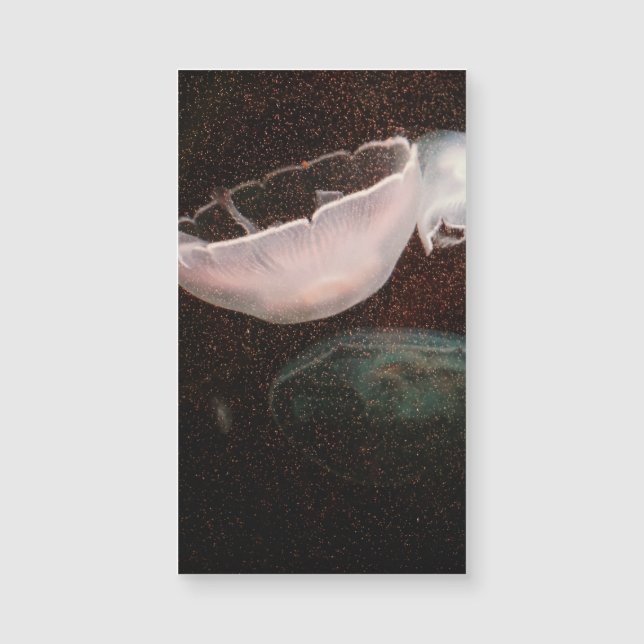 Medusas Hermosas (Anverso)