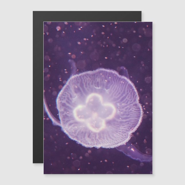 Medusas nadando (Anverso/Reverso)