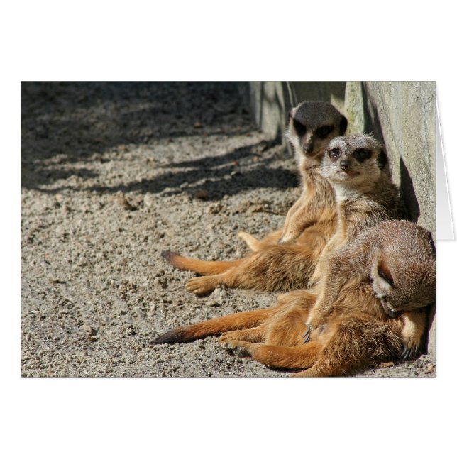 Meekats colgando (Anverso (Horizontal))