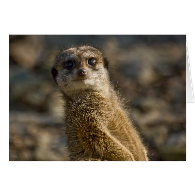 Meerkat (Anverso (Horizontal))