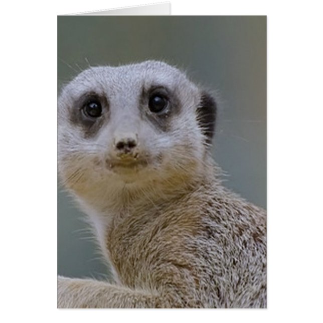 meerkat (Frente)