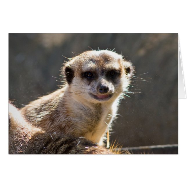 Meerkat (Anverso (Horizontal))