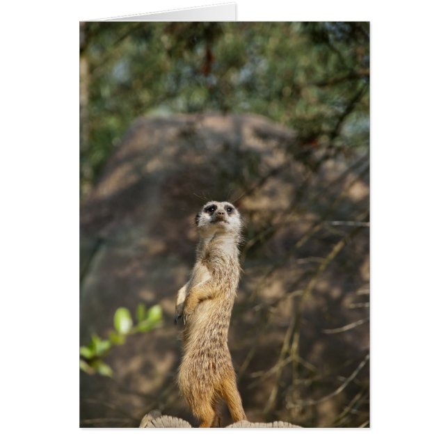Meerkat (Frente)