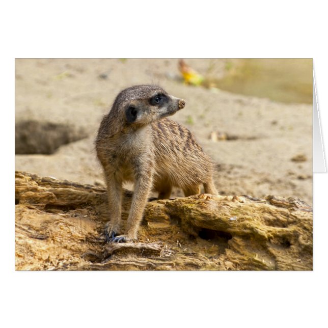 Meerkat (Anverso (Horizontal))
