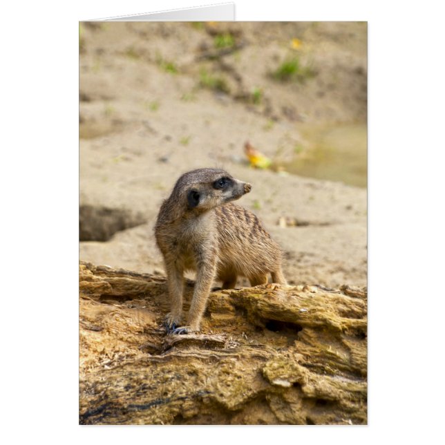 Meerkat (Frente)