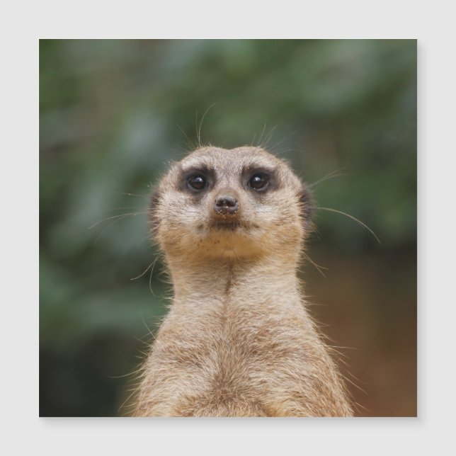 Meerkat 001 (Anverso)