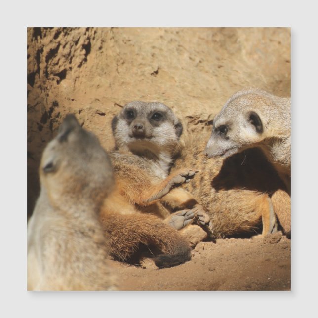 Meerkat 002 (Anverso)