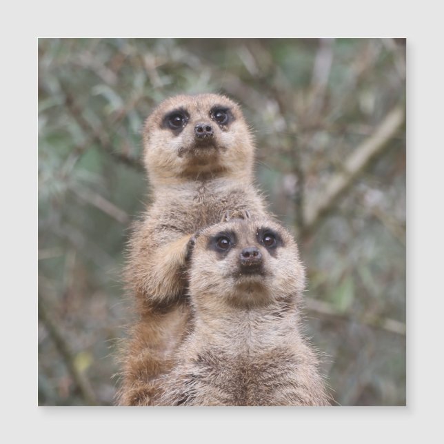 Meerkat 002 por JAMFoto (Anverso)