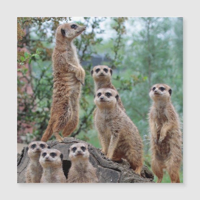 Meerkat_003 (Anverso)