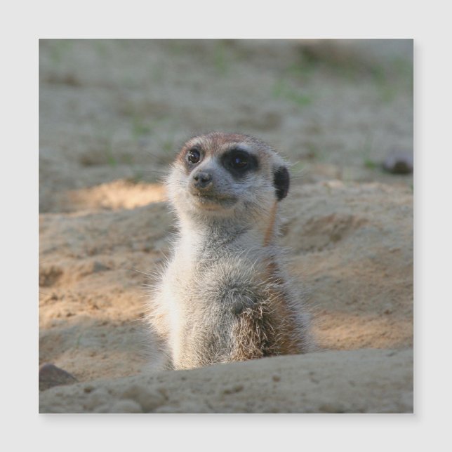 Meerkat 004 (Anverso)