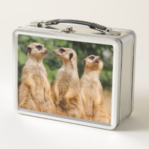 Meerkat 007