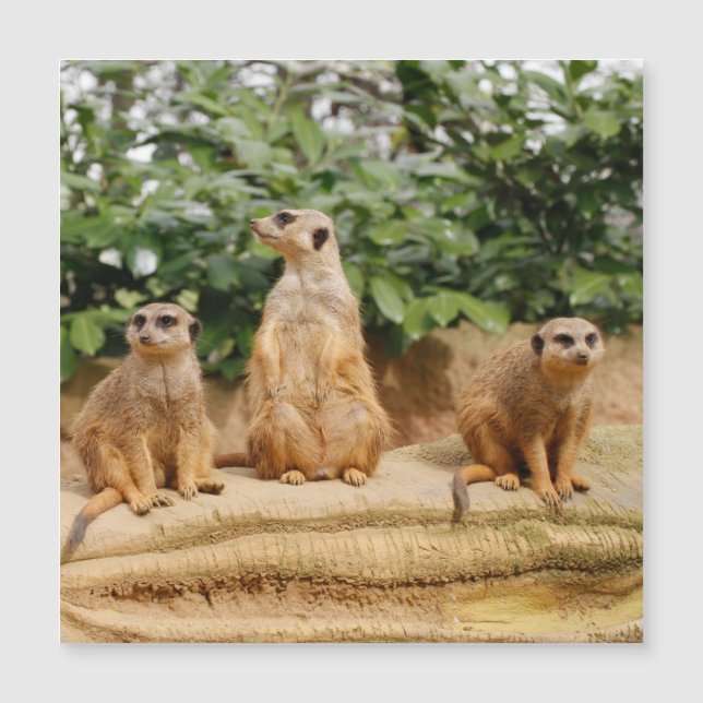 Meerkat 008 (Anverso)