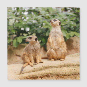 Meerkat 009