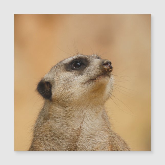 Meerkat 011 (Anverso)