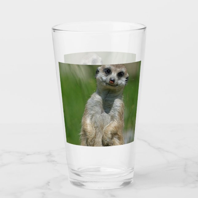 Meerkat 013 (Anverso)