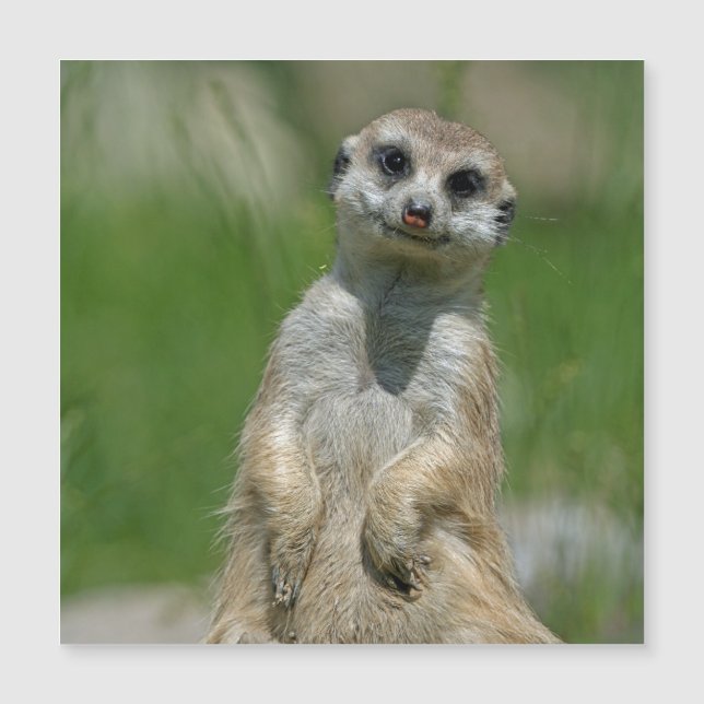 Meerkat 013 (Anverso)