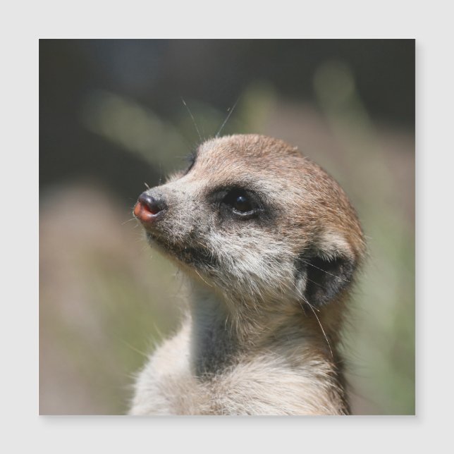 Meerkat 014 (Anverso)