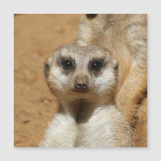 Meerkat 016 (Anverso)