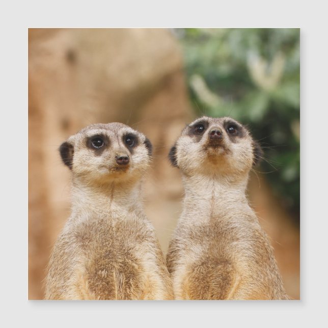 Meerkat 017 (Anverso)